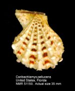 Caribachlamys pellucens (1)